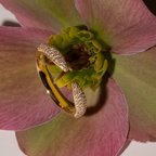 Pavé Wrap Ring Open Curve Design | Lab Grown Diamond | 14K Yellow Gold